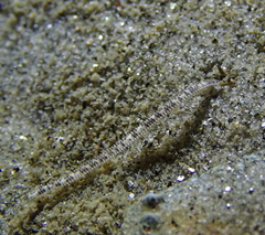 Amphiura arcystata
