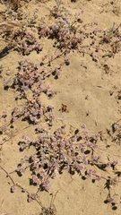 Chorizanthe cuspidata cuspidata