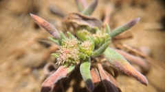 Chorizanthe cuspidata cuspidata