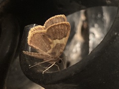 Opisthoxia asopis