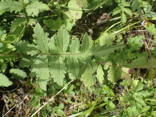 Image of Dipsacus Chinensis (Dipsacus chinensis) by (c) Étienne Léveillé-Bourret, some rights reserved (CC BY)