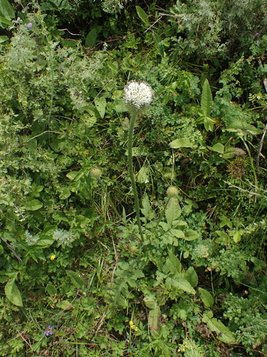 Image of Dipsacus Chinensis (Dipsacus chinensis) by (c) Étienne Léveillé-Bourret, some rights reserved (CC BY)