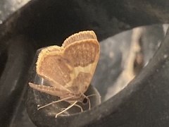 Opisthoxia asopis