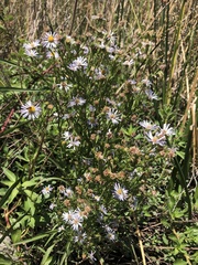 Symphyotrichum lentum