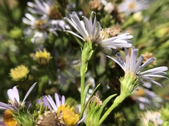 Symphyotrichum lentum