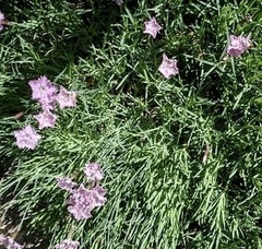 Dianthus plumarius