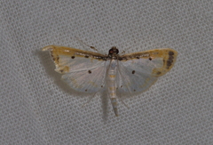 Leucinodella leucostola