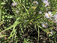 Symphyotrichum lentum