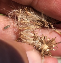 Symphyotrichum lentum