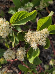 Cornus sericea