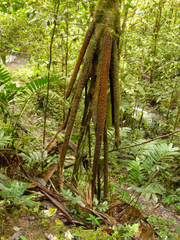 Socratea rostrata