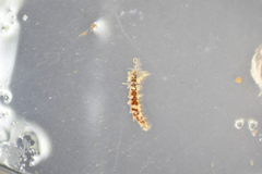 Amblyosyllis nigrolineata