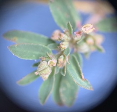 Euphorbia maculata image