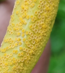 Puccinia sambuci