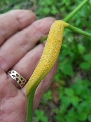 Puccinia sambuci