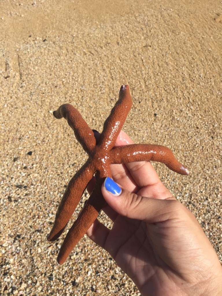 Photo of Caribbean Spindle Starfish (Linckia guildingi)
