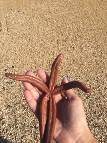 Photo of Caribbean Spindle Starfish (Linckia guildingi)