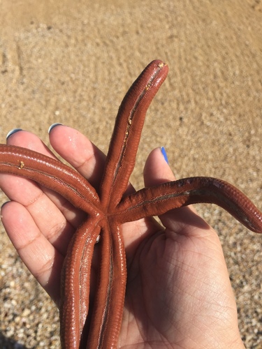 Photo of Caribbean Spindle Starfish (Linckia guildingi)