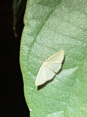 Geometridae