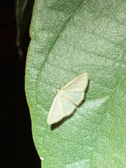 Geometridae