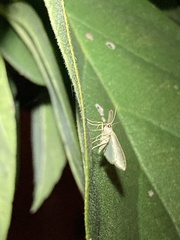 Geometridae