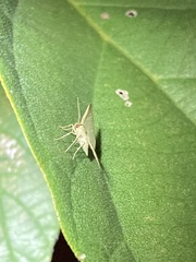 Geometridae