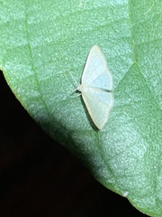 Geometridae