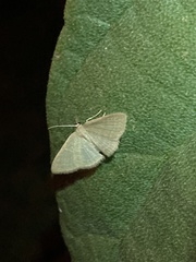 Geometridae
