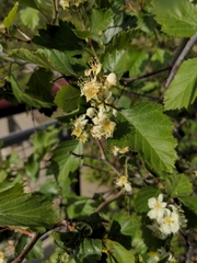 Crataegus