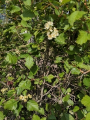 Crataegus
