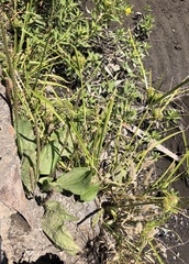 Plantago subnuda