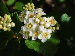 Physocarpus malvaceus