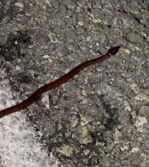 Coniophanes meridanus