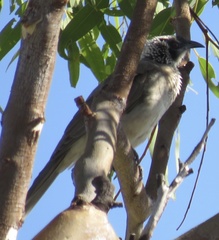 Philemon argenticeps