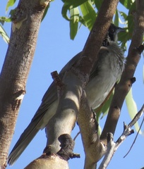 Philemon argenticeps
