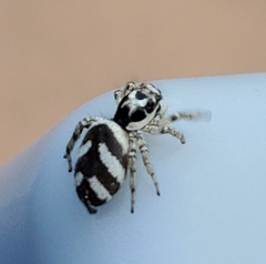 Salticus scenicus