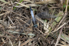 Orthetrum albistylum speciosum