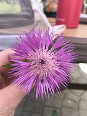 Centaurea × moncktonii