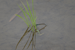 Ischnura senegalensis