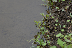 Ischnura senegalensis