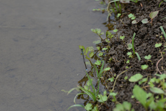 Ischnura senegalensis