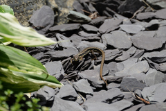 Takydromus tachydromoides