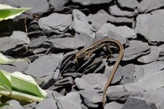 Takydromus tachydromoides