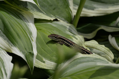 Takydromus tachydromoides