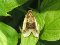 Clepsis melaleucanus