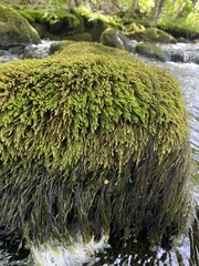 Hygrohypnella ochracea