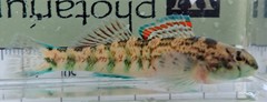 Etheostoma coosae