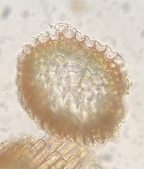 Hygrohypnella ochracea