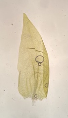 Hygrohypnella ochracea