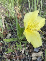 Oenothera howardii